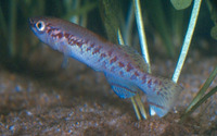 Fundulopanchax gularis, Gulare: aquarium