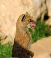 Image of: Cynictis penicillata (yellow mongoose)