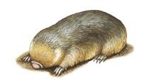 Image of: Eremitalpa granti (Grant's golden mole)