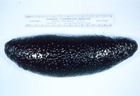 Holothuria atra - Black Sea Cucumber