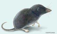 Image of: Notiosorex crawfordi (desert shrew)