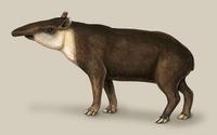 Image of: Tapirus bairdii (Baird's tapir)