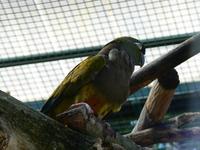 Cyanoliseus patagonus - Burrowing Parakeet
