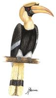 Image of: Buceros bicornis (great hornbill)