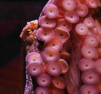 Image of: Octopus (octopuses)
