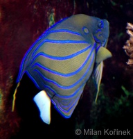 Pomacanthus annularis - Blue Ring Angelfish