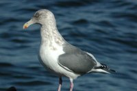 Slaty-backed Gull - Larus schistisagus