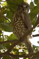 Brown Hawk-Owl - Ninox scutulata