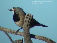 Crested Bellbird - Oreoica gutturalis