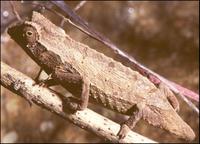 Bearded chameleon, Rhampholeon brevicaudatus