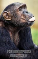 Chimpanzee , Pan troglodytes stock photo