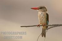 brown hooded kingfisher on branch stock photo