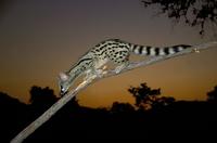 ...Large-spotted Genet, Genetta tigrina, Nocturnal species, Kruger National Park, South Africa. (25
