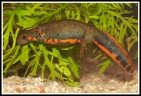 : Cynops cyanurus; Blue-tailed Fire-bellied Newt