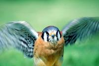 : Falco sparverius