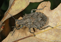 : Brochymena sp.