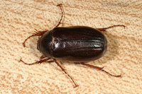 : Phyllophaga sp.; June Bug, May Beetle