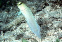 Opistognathus aurifrons, Yellowhead jawfish: aquarium