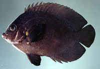Centropyge nox, Midnight angelfish: aquarium
