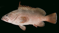 Epinephelus irroratus, Marquesan grouper: fisheries