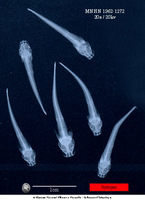 Zaireichthys camerunensis, :