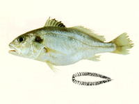 Pennahia pawak, Pawak croaker: fisheries