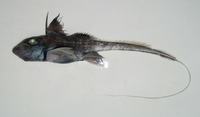 Hydrolagus barbouri, : fisheries