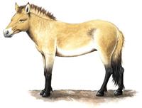 Image of: Equus caballus (horse)