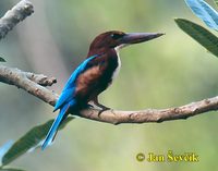 Halcyon smyrnensis - White-throated Kingfisher