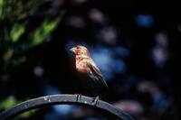 Carpodacus cassinii - Cassin's Finch