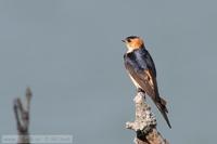 Hirundo daurica - Red-rumped Swallow