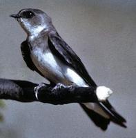 Image of: Riparia riparia (collared sand martin;bank swallow)