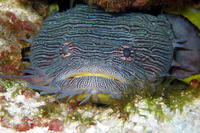 Sanopus splendidus - Splendid Toadfish