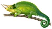 Image of: Chamaeleo jacksonii (Jackson's chameleon)