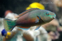 Scarus psittacus - Batavian Parrotfish