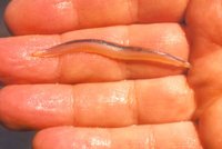 Lancelet, Amphioxus