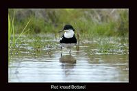 Red kneed Dotterel