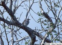San Cristobal Mockingbird - Nesomimus melanotis