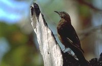 Black-tailed Treecreeper - Climacteris melanura