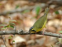 Kentucky Warbler - Oporornis formosus