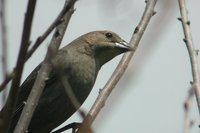 Brown-headed Cowbird - Molothrus ater
