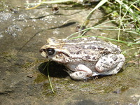 : Bufo limensis