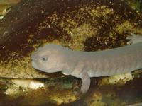 : Pachyhynobius shangchengensis; Shangcheng Stout Salamander