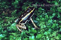 : Phyllobates lugubris; Striped Poison-dart Frog