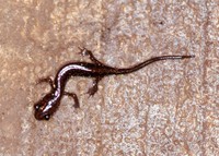 : Plethodon wehrlei; Wehrle's Salamander (juvenile)