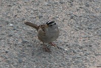 : Zonotrichia leucophyrs; White-crowned Sparrow