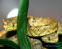 CalPhotos: Atheris hispida; Bristly Bush Viper