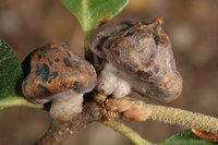 : Heteroecus sanctaeclarae; Mushroom Gall Wasp;