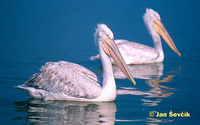 Photo of pelikán kadeřavý, Dalmatian Pelican, Krauskopfpelikan, Pelecanus crispus.