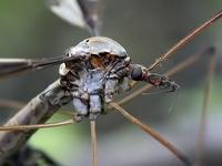 Tipulidae - Crane Flies